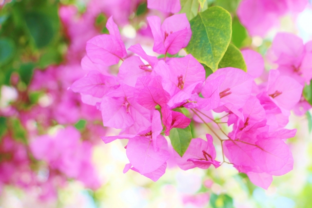 熱海カフェの花