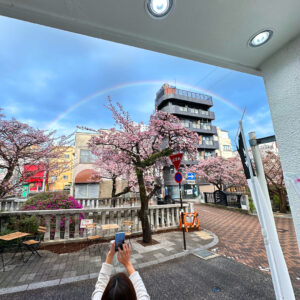 熱海桜